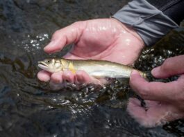 Alarmante descenso de peces migratorios en ríos: un viaje épico en peligro
