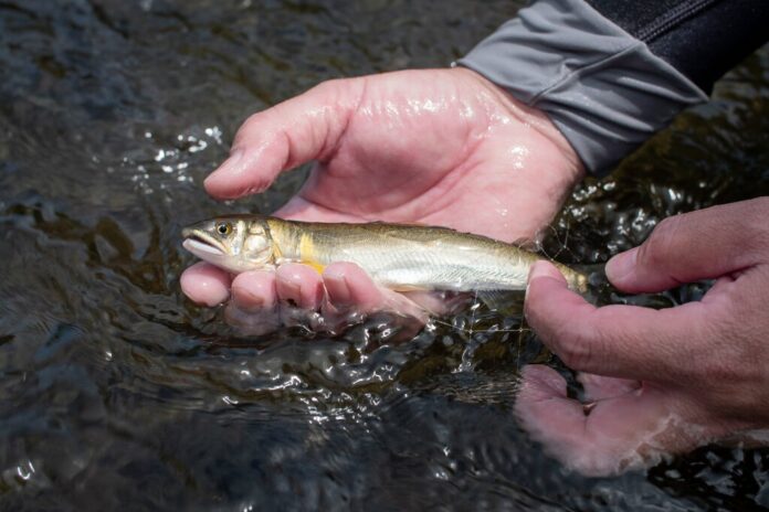Alarmante descenso de peces migratorios en ríos: un viaje épico en peligro