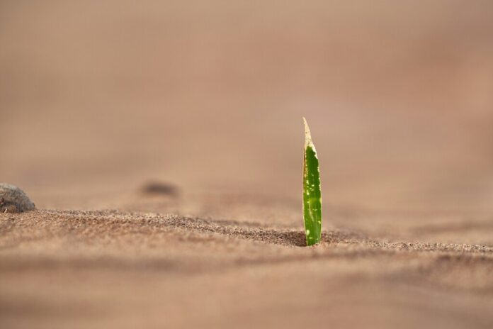 Como no podemos solucionar la sequía, estamos creando plantas 100% resistentes a ella