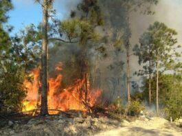 Cuba enfrenta incendios forestales que arrasan bosques