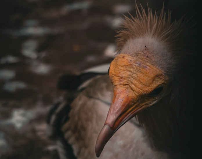 España tiene a un pájaro feísimo que no quiere que se extinga. Y toda Europa depende de que no lo haga
