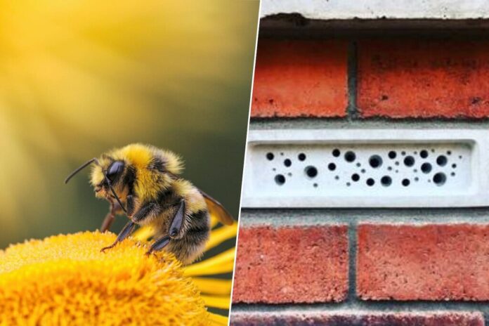 Hay tan pocas abejas que en el Reino Unido hay una ley que obliga a las casas nuevas a tener 