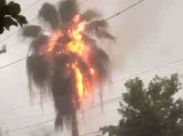Impacto de rayo incendia palmera y provoca fuego en casa en La Vega Impacto de rayo incendia palmera y provoca fuego en casa en La Vega