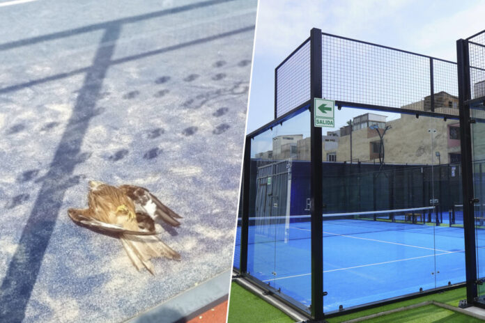 La fiebre por el pádel causa la muerte de miles de pájaros en España