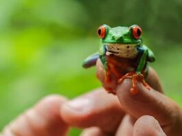 Nicaragua y la exportación de fauna: 29,732 ejemplares en total