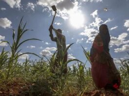 ONU alerta que millones de somalíes sufren "hambre aguda" por sequía