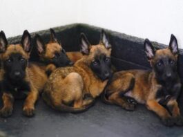 Sacrificio de 10,000 perro genera polémica en México