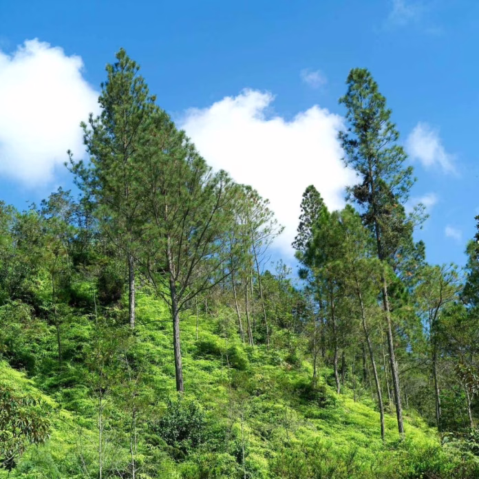 Seis santuarios naturales de República Dominicana especiales para escapadas cerca de Dios