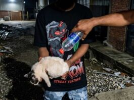 Solicita prisión preventiva para detenidos por incendiar a un gato