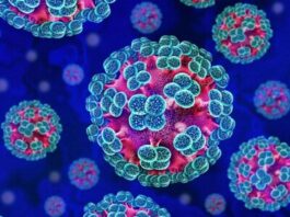 Brote de hantavirus en crucero: seis casos confirmados