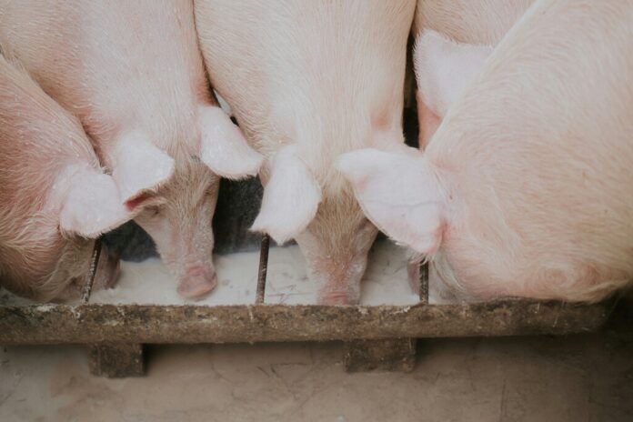 El cerdo español rompe las reglas: mientras el sector internacional del porcino se desploma, España bate récords