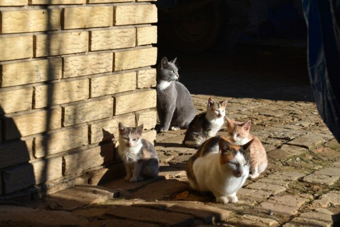 En Alicante, la Ley de Bienestar Animal está provocando manifestaciones por una cosa muy concreta: colonias felinas