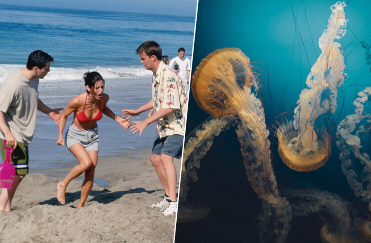 Hemos creído durante casi 30 años el remedio de 'Friends' para las picaduras de medusa: la ciencia explica por qué es la peor idea posible