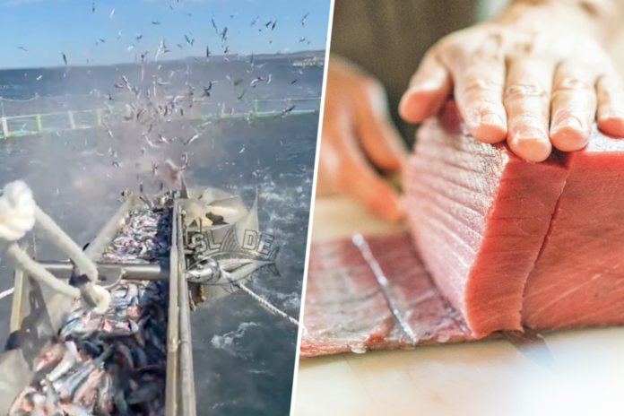 La almadraba tienen fama de ser un arte milenario, artesano y sostenible.  Pero tras de ella se esconde una de las industrializaciones más salvajes del mar