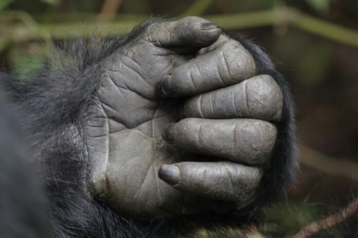 La forma de las manos es uno de los últimos misterios evolutivos del ser humano. Y estamos un paso más cerca de resolverlo