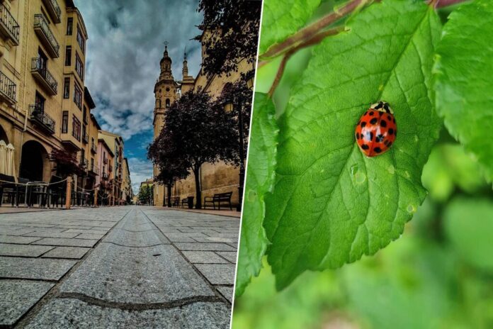 Logroño tiene un plan para evitar pesticidas en sus parques: soltar (muchas) mariquitas por la ciudad