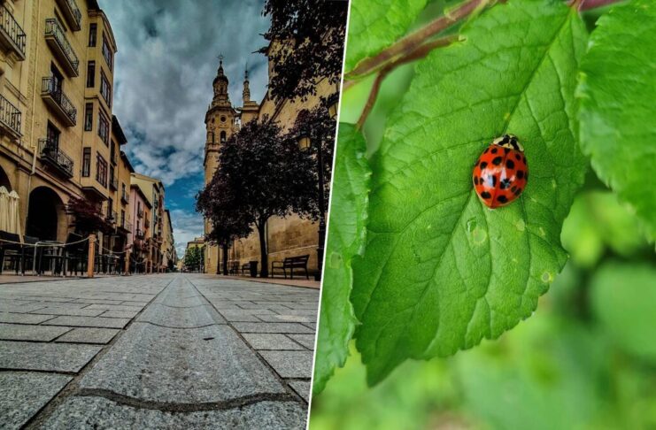 Logroño tiene un plan para evitar pesticidas en sus parques: soltar (muchas) mariquitas por la ciudad