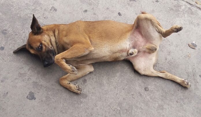 México tiene tantos perros abandonados en sus calles que son parte del paisaje que los han convertido en 
