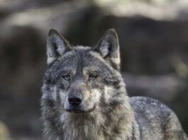 Mujer es atacada por un lobo en Grecia y sobrevive