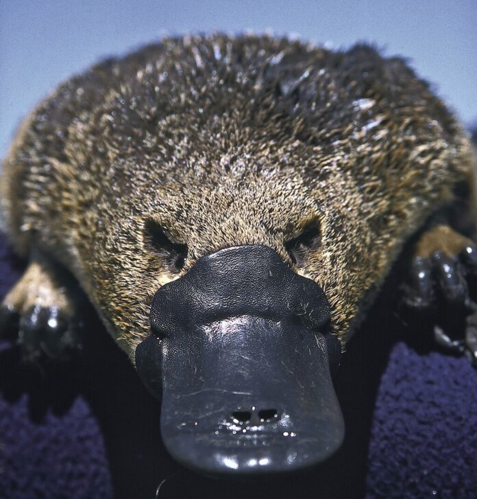 Pensábamos que los ornitorrincos eran animales extraños. Acabamos de descubrir que son más raros todavía