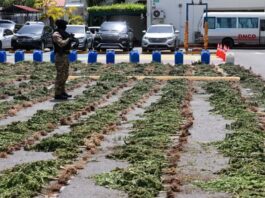 DNCD desmantela plantación de presunta marihuana en Ocoa DNCD desmantela plantación de presunta marihuana en Ocoa