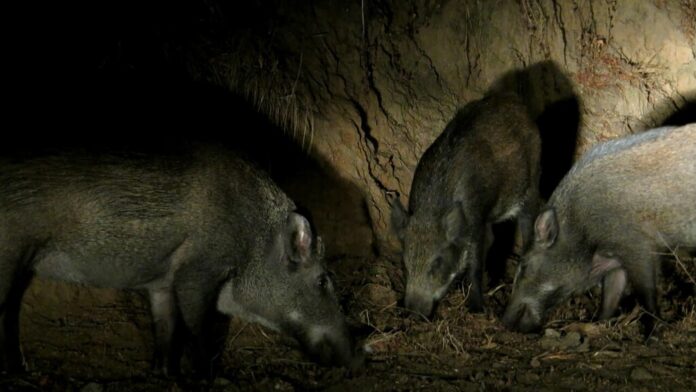 Doñana tiene un problema y los cazadores más expertos la solución: un viejo truco para saber a qué hora de la noche aparecen los jabalíes