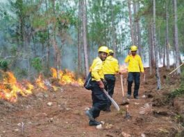 Incendios forestales amenazan resiliencia ambiental Incendios forestales amenazan resiliencia ambiental
