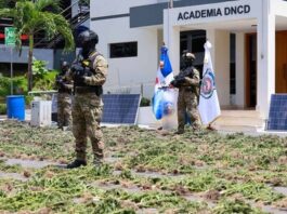 La DNCD incauta dos grandes cultivos de marihuana en la región Sur