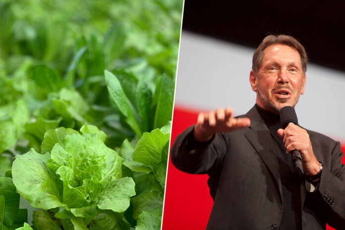 Larry Ellison quiso alimentar al mundo cultivando lechugas en su isla privada: las regó con 500 millones de dólares