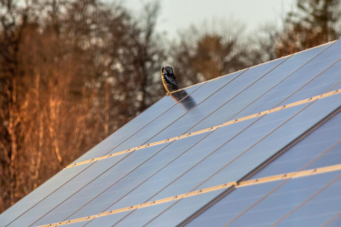 Llevamos años pensando que los paneles solares arrasaban el campo: resulta que las aves e insectos viven mucho mejor debajo de ellos