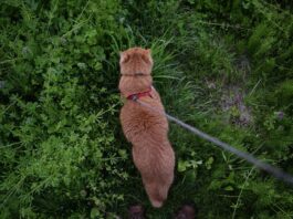 Paula Vanasco, terapeuta felina: ”El gato necesita explorar el territorio a su ritmo, no que lo lleves donde quieras con una correa”