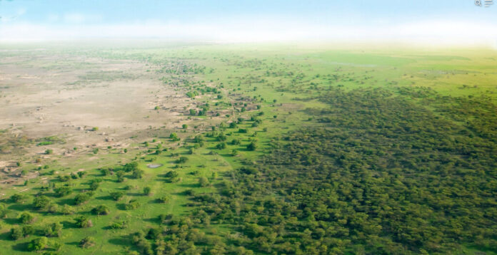 China plantó 66.000 millones de árboles donde antes solo había arena. Medio siglo después crecen más rápido que los bosques naturales