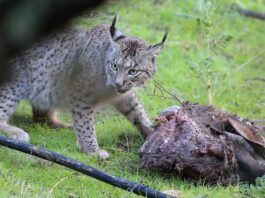 El lince en España está creciendo a tal velocidad que ha aparecido en un sitio inesperado: Euskadi