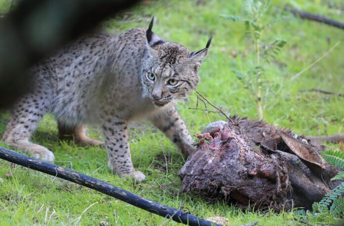 El lince en España está creciendo a tal velocidad que ha aparecido en un sitio inesperado: Euskadi