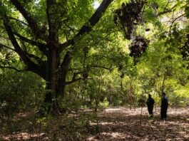 El parque Francisco Caamaño y su riqueza ecológica y cultural