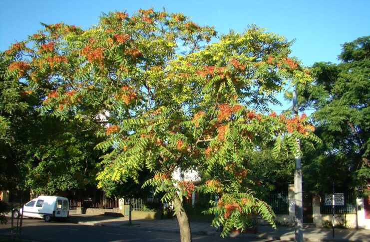 En el siglo XIX se plantaba en los parques por su belleza: hoy este árbol es uno de los que más tuberías y aceras rompe en España