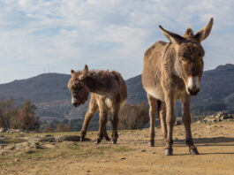 España tiene cada vez más bosques y menos recursos para prevenir los incendios. Su solución: burros bomberos España tiene cada vez más bosques y menos recursos para prevenir los incendios. Su solución: burros bomberos