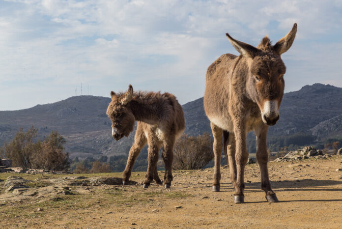 España tiene cada vez más bosques y menos recursos para prevenir los incendios. Su solución: burros bomberos