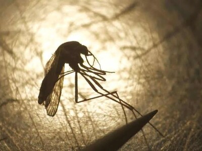 Francia reporta caso de virus del Nilo Occidental Francia reporta caso de virus del Nilo Occidental