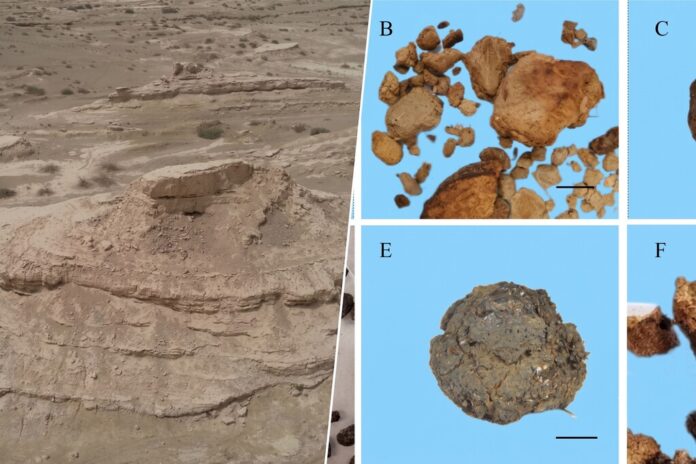 Hemos encontrado un excremento fosilizado y ahora sabemos que en el desierto más árido de Asia hace 4.000 años había un bosque