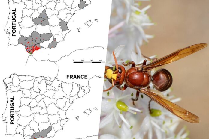 La avispa que caza abejas para alimentar a sus crías ya está está en toda Andalucía, y no es la única