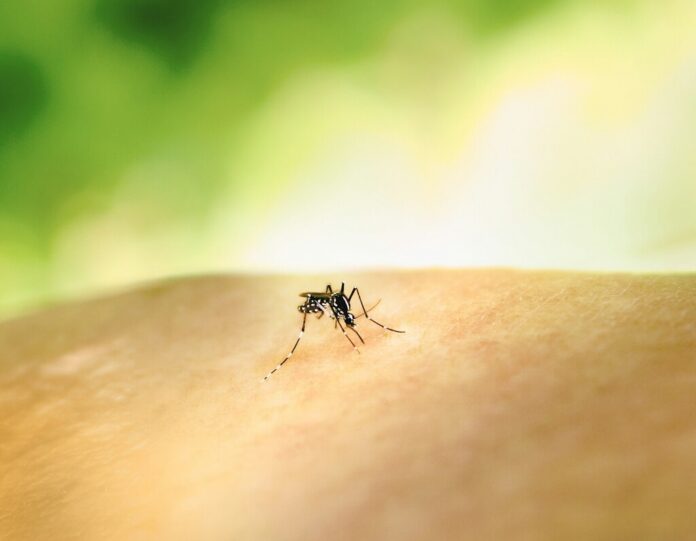 Llevamos años echándonos DEET para repeler a los mosquitos. El único problema es que, mal hecho, es su comida favorita