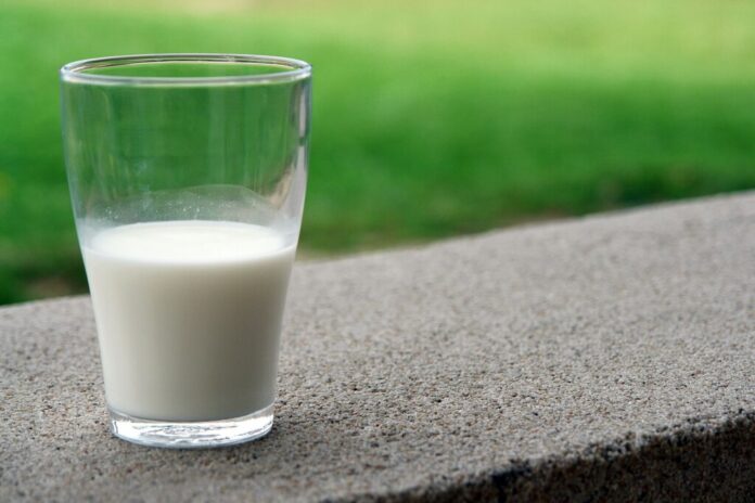 Llevamos años escuchando que los adultos no tienen que beber leche. Los últimos estudios dicen todo lo contrario