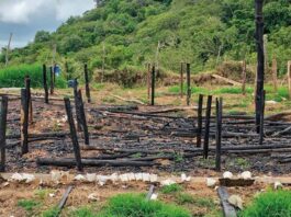 Ocoa suma más de 15,437 plantas de marihuana decomisadas Ocoa suma más de 15,437 plantas de marihuana decomisadas