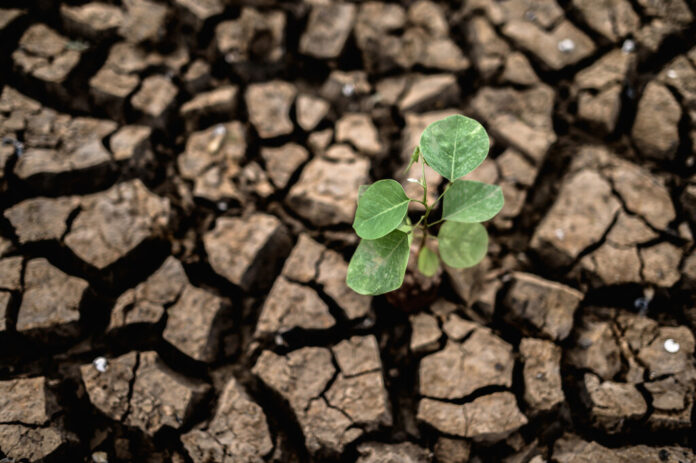 Por culpa del cambio climático, para 2100 perderemos cada año en cultivos el equivalente a lo que comen 2.000 millones de personas