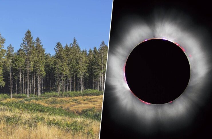 Un estudio decía que los árboles "sienten" los eclipses con 14 horas de antelación. La explicación real es mucho más aburrida