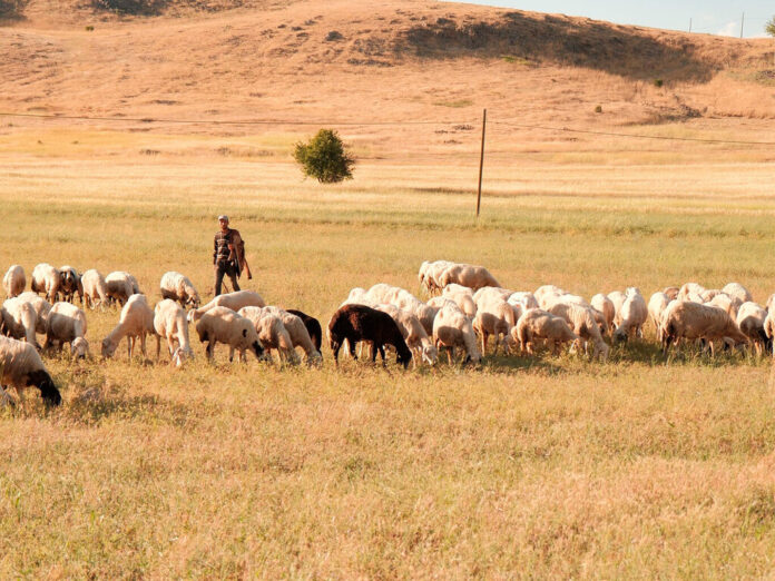 Ante la ola de calor, pastores de La Rioja han decidido salir con las ovejas a las cinco y volver 