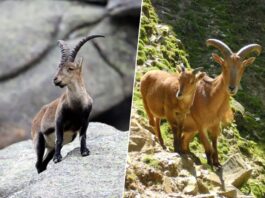 El arruí africano y la cabra montés llevan 50 años compartiendo montaña en España: la ciencia duda de que el arruí sea "invasor"