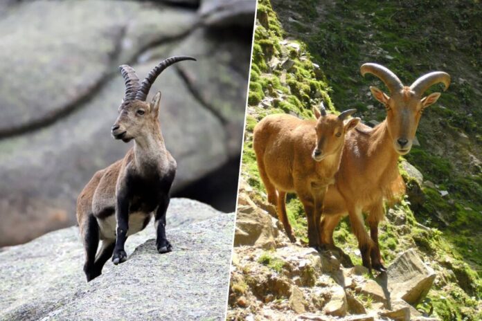 El arruí africano y la cabra montés llevan 50 años compartiendo montaña en España: la ciencia duda de que el arruí sea 