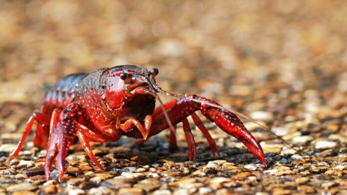 En 1974, España importó dos toneladas de cangrejo rojo americano para acuicultura: 50 años después, la especie es imposible de erradicar